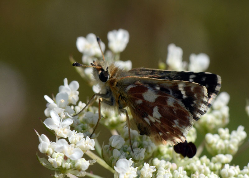 Spialia sertorius